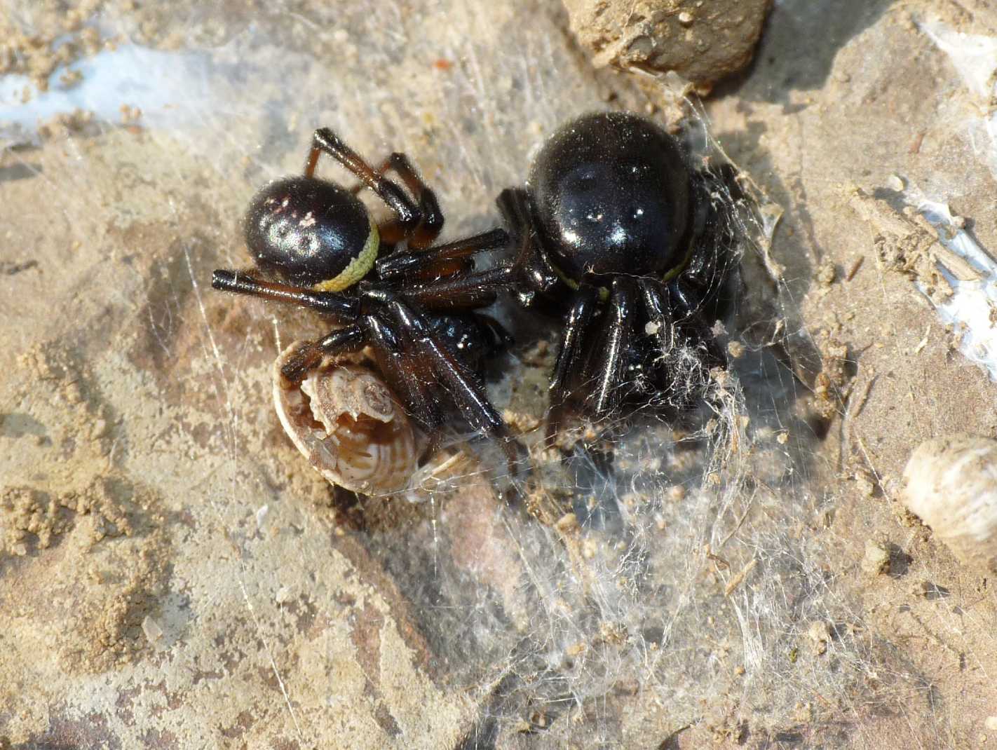 Coppia di Steatoda paykulliana